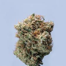 Exploring the Best Weed Seeds Ontario Has to Offer Exploring the Best Weed Seeds Ontario Has to Offer